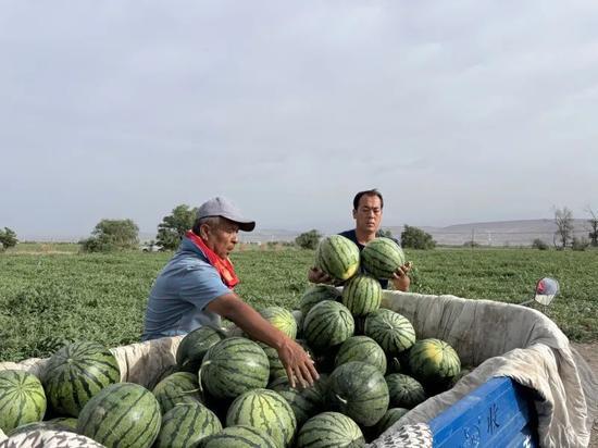 新沂的一个网红吃瓜事件,一场网络狂欢背后的真相揭秘